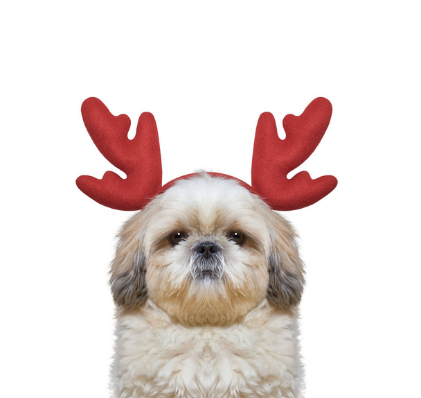 Cute dog in reindeer antlers  - 写真・画像