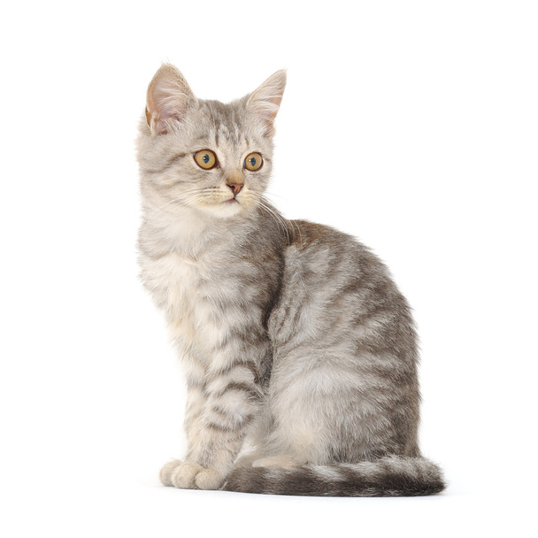 Kitten on a white background - 写真・画像