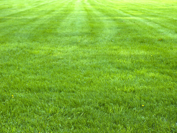 hierba verde de primavera fresca, textura de hierba verde o fondo
 - Foto, Imagen