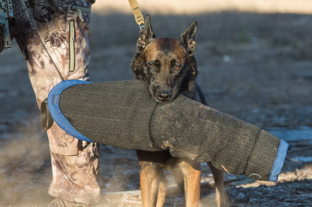 Belga Malinois cane portando una manica morso di formazione
 - Foto, immagini