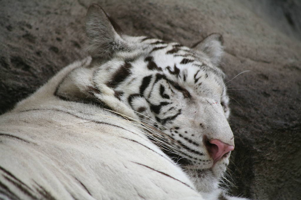 El tigre blanco
 - Foto, Imagen