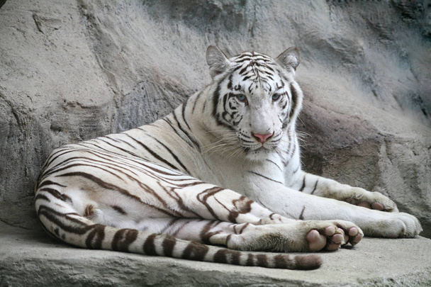 η Λευκή τίγρη - Φωτογραφία, εικόνα