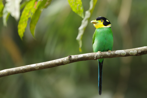 oiseau tropical coloré
 - Photo, image