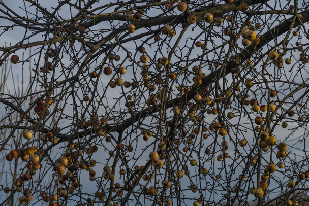 Apple en brier boom in de winter - Foto, afbeelding