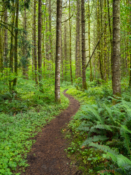 Bochtige parcours al een groen bos - Foto, afbeelding