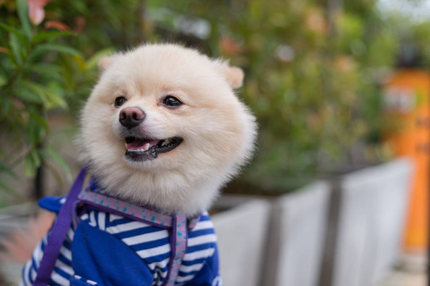 Pomeranian σκύλος κουτάβι χαριτωμένο χαριτωμένο ευτυχείς για κατοικίδια - Φωτογραφία, εικόνα