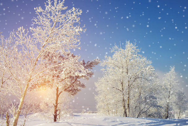 Морозний ранок, пухнастий сніг вкрив дерева
 - Фото, зображення