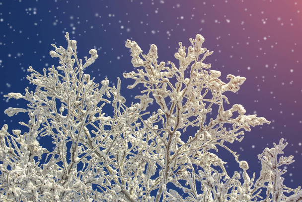 Mattina gelida, neve soffice coperto gli alberi
 - Foto, immagini
