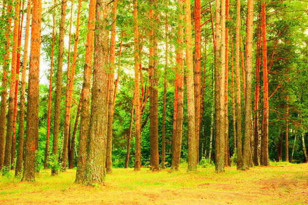 summer in pine forest - Photo, image