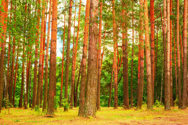 summer in pine forest - Photo, image