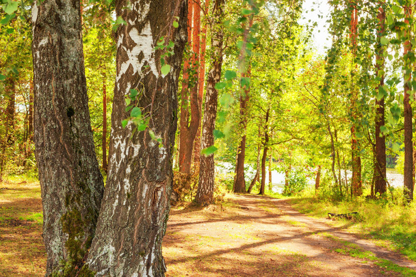 summer in birch forest - Foto, Bild