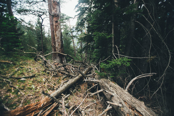 Fallen trees in forest  - Фото, изображение