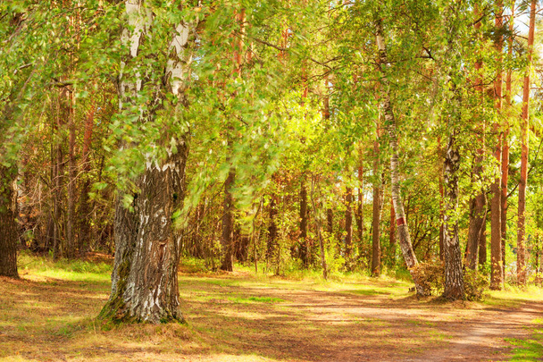 summer in birch forest - Foto, immagini