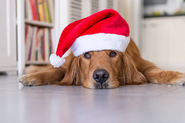 The golden retrievers wearing a Christmas hat - Photo, Image