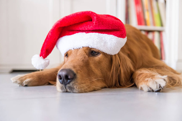 The golden retrievers wearing a Christmas hat - Foto, afbeelding