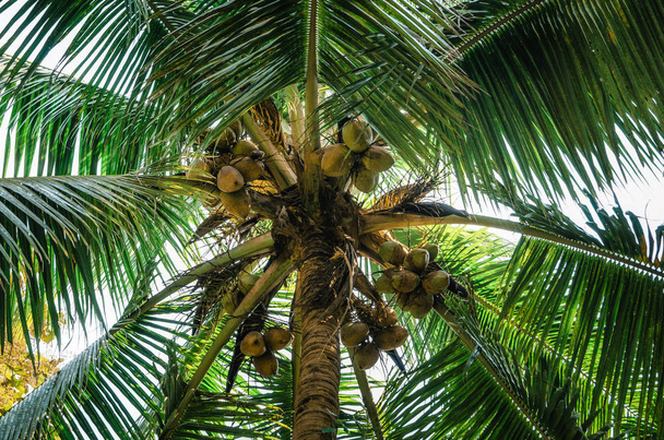 Вид снизу на зеленые пальмы с кокосом
 - Фото, изображение