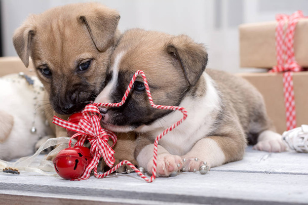 Puppies playing with Christmas toy. Background for Christmas and New year - Foto, Bild