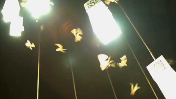 insect wings illuminated on night - Footage, Video