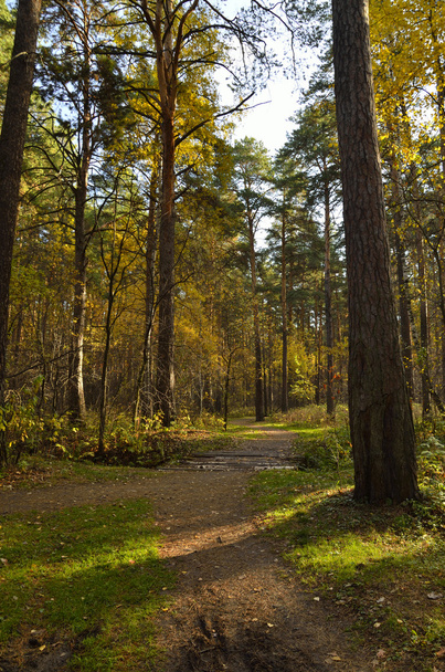 podzimní dřevo - Fotografie, Obrázek