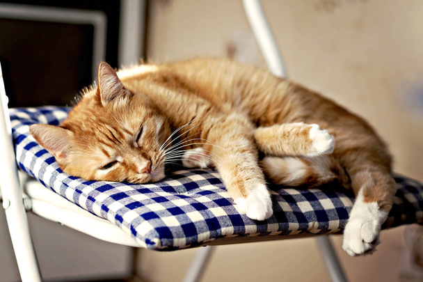 gato vermelho está dormindo em um travesseiro azul em uma cadeira ao sol
 - Foto, Imagem