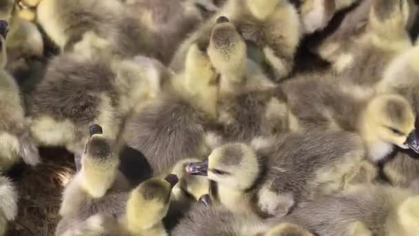 kleine grijze goslings koesteren in de zon, de boerderij, de boerderij vogels - Video