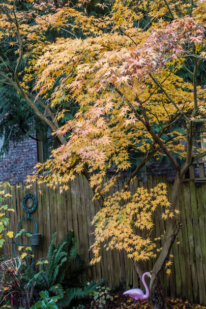 Autumn Maple Closeup - Foto, afbeelding