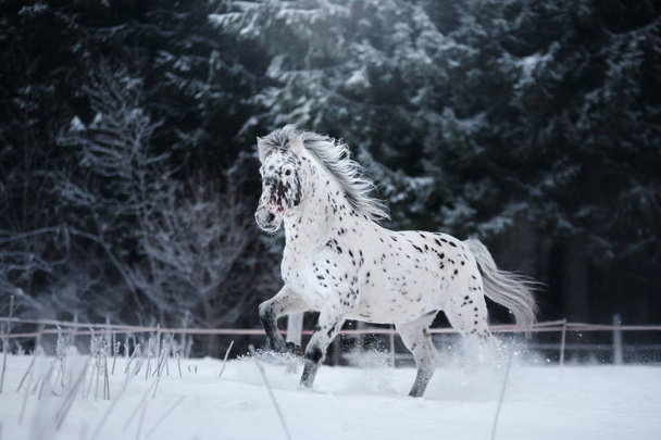 White spotted horse portrait, walk on the paddock - Фото, изображение