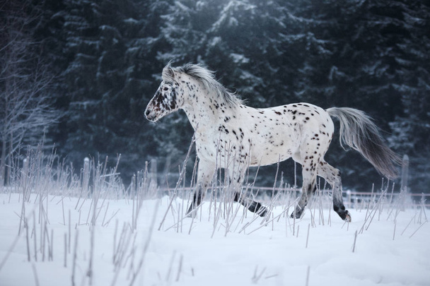 Valkoinen täplikäs hevonen muotokuva, kävellä paddock
 - Valokuva, kuva
