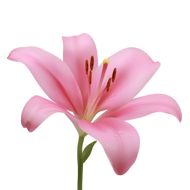 Pink lily on a white background. Vector illustration. - Vector, Image