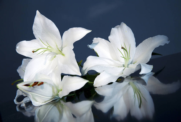 beautiful botanical lilies, natural wallpaper - Photo, Image