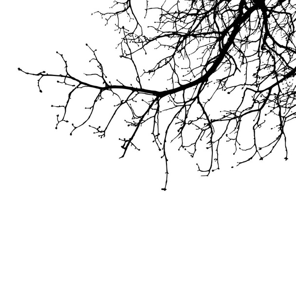 Realistische boomtakken silhouet (vectorillustratie). Eps10 - Vector, afbeelding