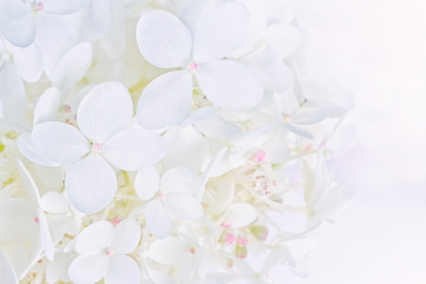 leuchtend weiße Hortensienblüten - Foto, Bild