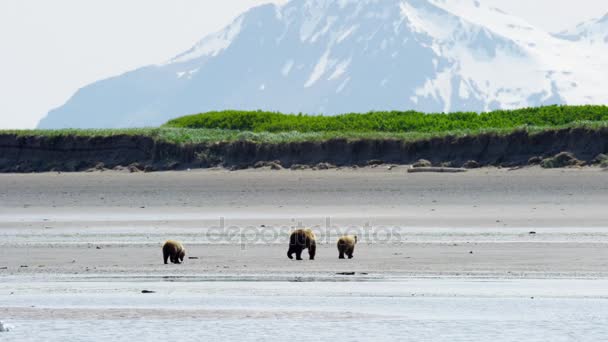 kölykök anyja Alaszka medve  - Felvétel, videó