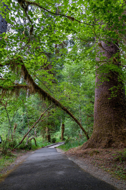 туристическая тропа с деревьями и мостом леса Хох Рейн
 - Фото, изображение