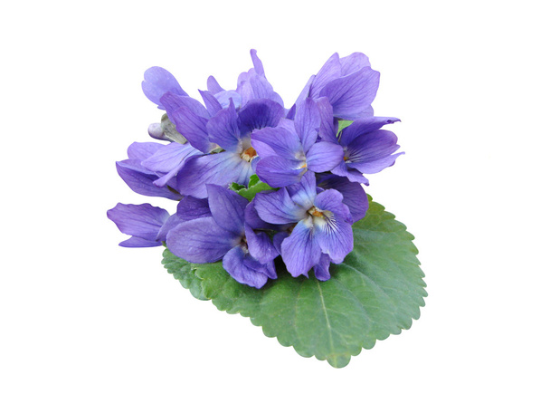 Фіолетові квіти букет ізольовані
 - Фото, зображення