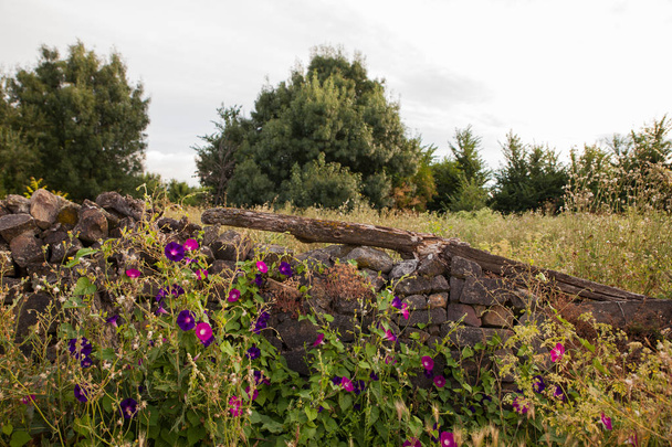 Bellflowers ao lado da parede de pedra seca
 - Foto, Imagem