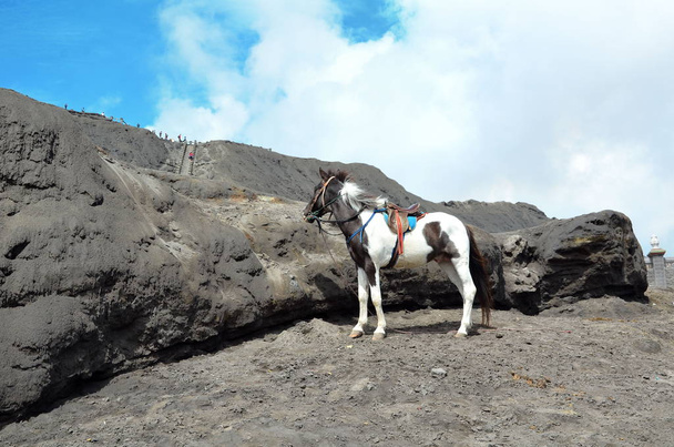 Лошадь в аренду возле горы Бромо в Восточной Яве
, - Фото, изображение