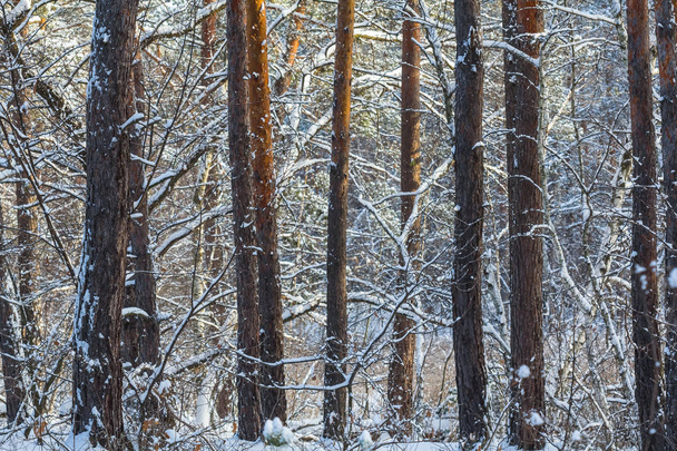winter pine tree forest in a snow - Foto, Bild