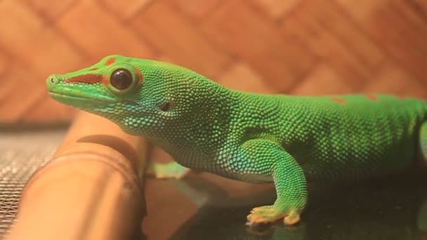 Green gecko - Footage, Video
