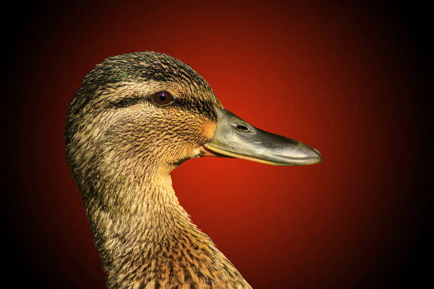 bird on which hunting mallard isolated  red - Photo, Image