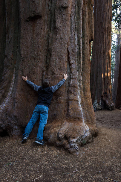 abbracciare una sequoia gigante
  - Foto, immagini