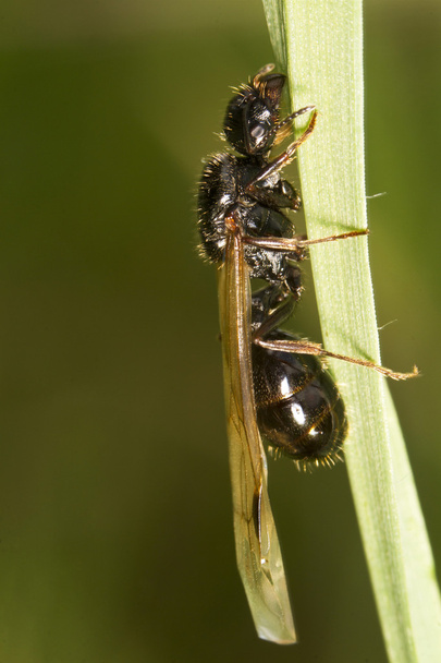 Kombajn do zbioru Ant (Messor barbarus) - Zdjęcie, obraz