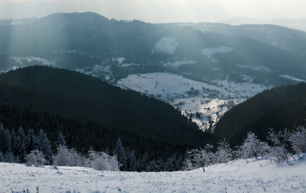 Winter landscape mountain pine forest in rays of the sun - Fotó, kép