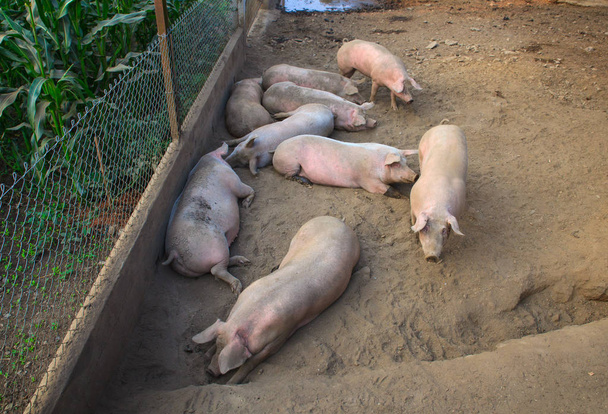 Los cerdos domésticos
 - Foto, imagen