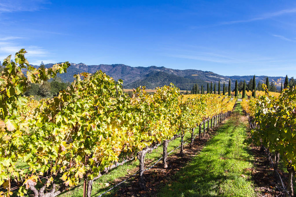 Осенний виноградник в долине Напа
 - Фото, изображение