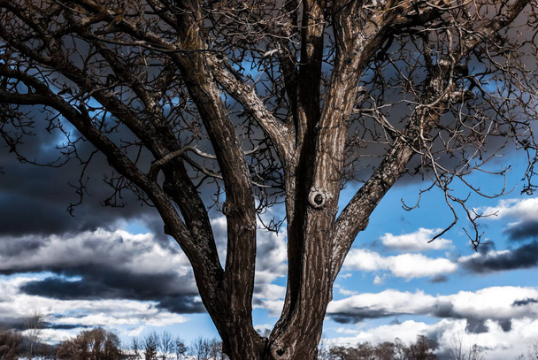 Infrared contrast portrait of beautiful tree - Fotó, kép