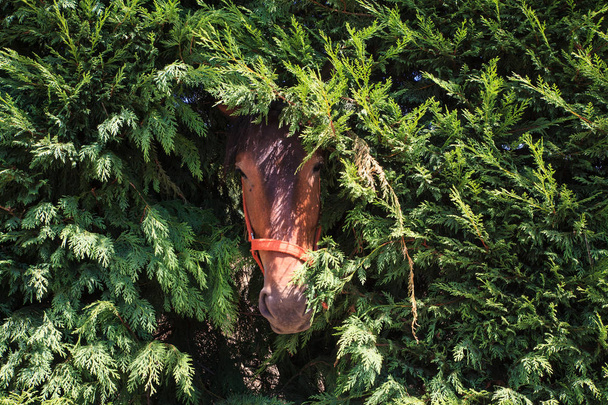 hlava koně, hnědé  - Fotografie, Obrázek