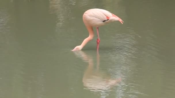 pembe flamingo - Video, Çekim