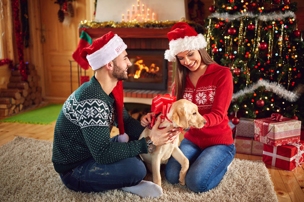 Puppy as Christmas gift   - Фото, зображення