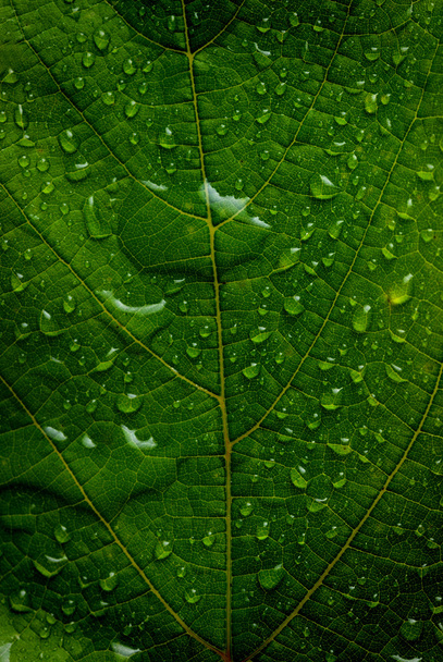 Green leaf - Фото, изображение